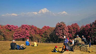 Trekking through rhododendron forest of Annapurna