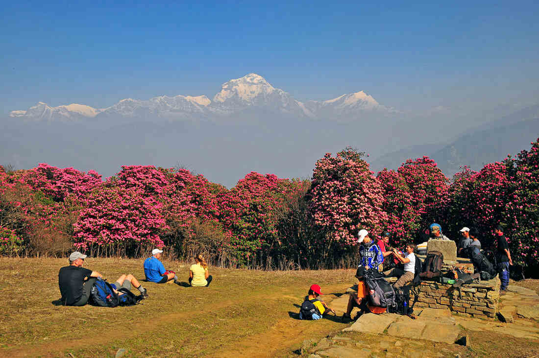 Trekking through rhododendron forest of Annapurna