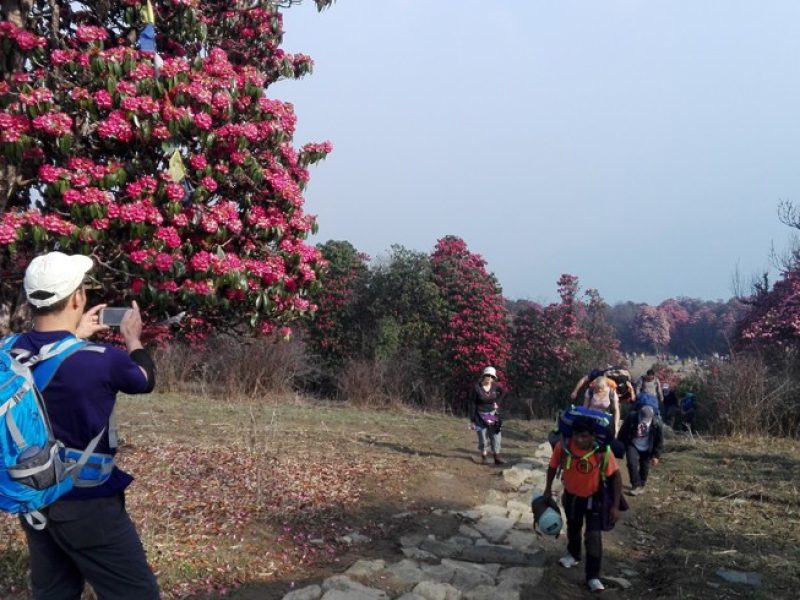 rhododendron forest