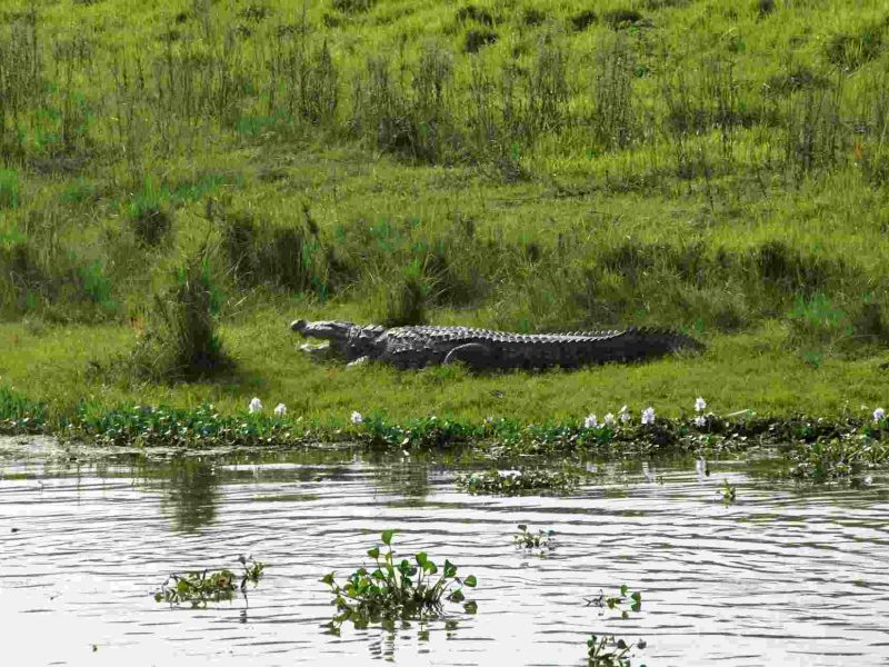 Chitwan National Park 