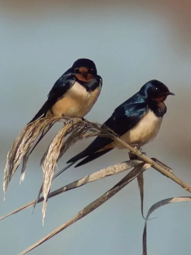 Discover The Premier Destinations For Exceptional Bird Watching