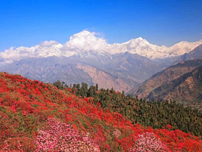 rhododendron forest