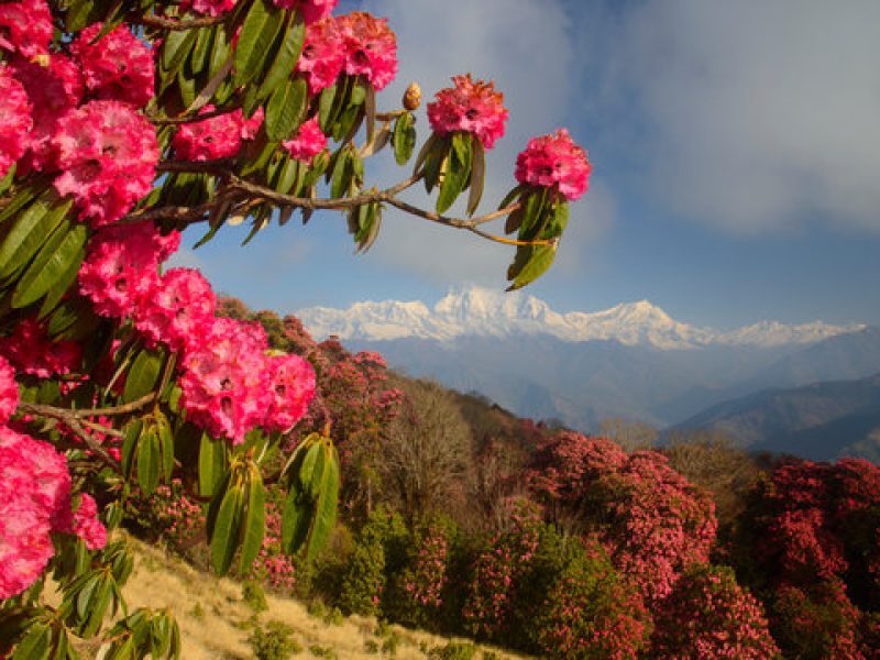 rhododendron flower