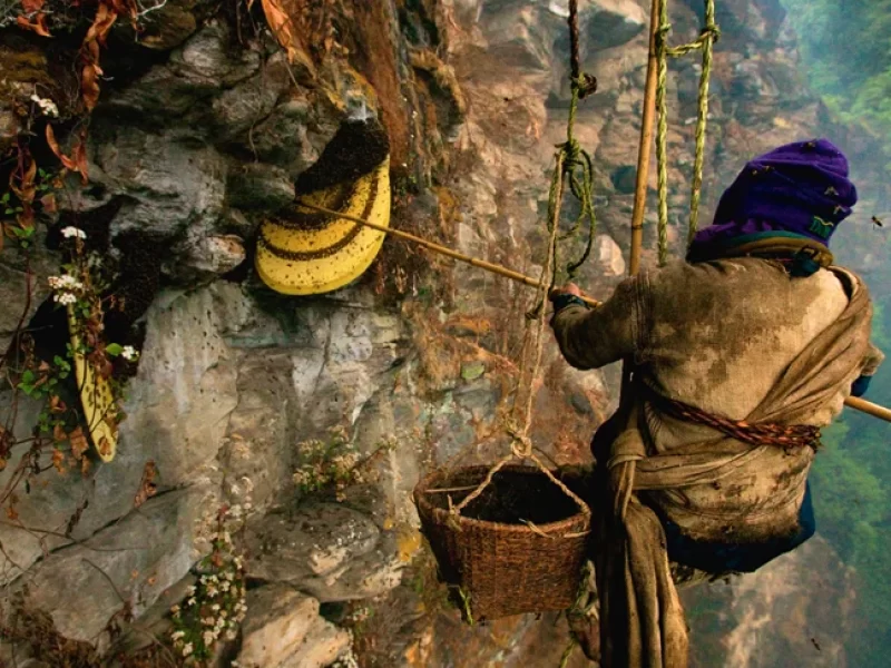 honey-hunting-in-nepal.