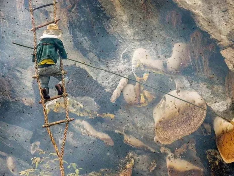 honey-hunting-in-nepal.