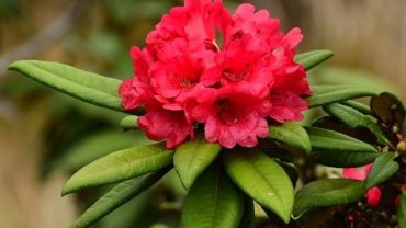 rhododendron flower