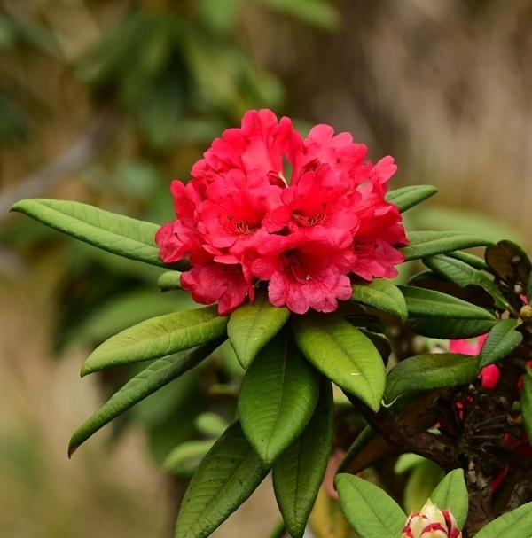 rhododendron flower